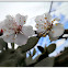Apricot flowers.