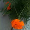Marigold 万寿菊