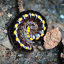Yellow-spotted millipede