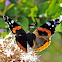 Red Admiral