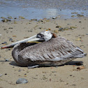 Brown Pelican