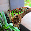 Tailed Jay