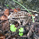 Northern Leopard Frog