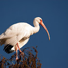 White Ibis