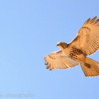 red tailed hawk
