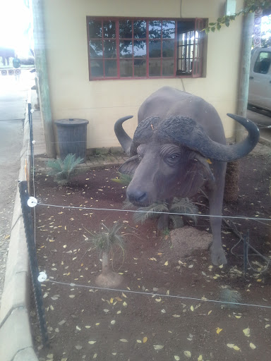 Buffalo Statue