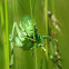 Polysarcus denticauda