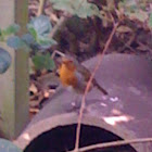 European Robin