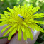 unknown bee