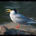 Indian River Tern
