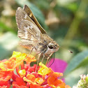 Skipper butterfly