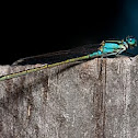 Common Bluetail Damselfly