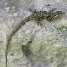 Italian wall lizard