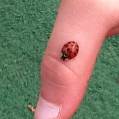 Spotting Image 1