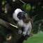 Cotton-top Tamarin