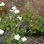 Boulder raspberry