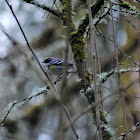 Yellow-rumped Warbler