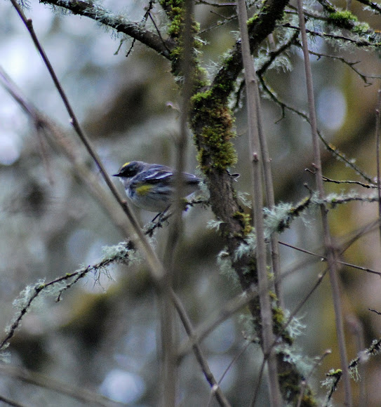 Spotting Image 1