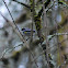 Yellow-rumped Warbler