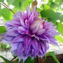 Clematis