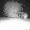 Virginia Opossum
