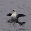 Smew