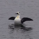 Smew