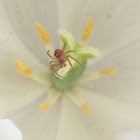 Red miniature spider