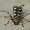 Six-banded longhorn beetle