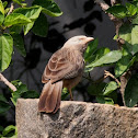 Yellow-billed Babbler