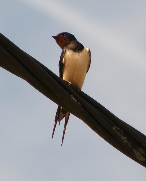 Spotting Image 1