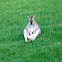 Red-necked Wallabies