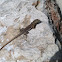 Bonaire Whiptail Lizard