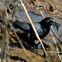 Common Grackle