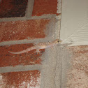 Mediterranean House Gecko