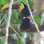 Chestnut-mandibled toucan