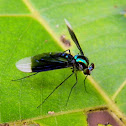 long-legged fly
