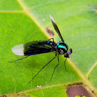 long-legged fly