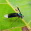 long-legged fly