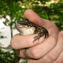 Northern Green Frog