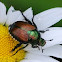 Japanese Beetle
