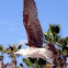 gaviota
