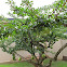 Calabash tree