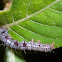 Caterpiller