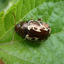 Escarabajo caligráfico