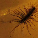 House Centipede