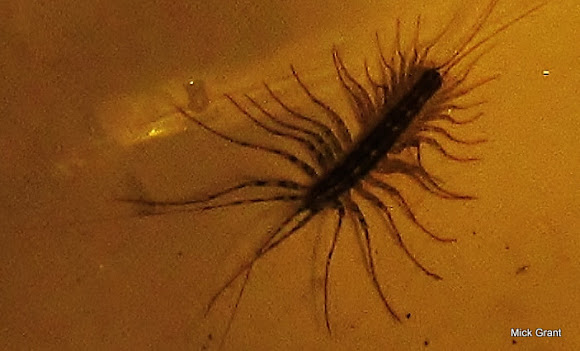 Spotting Image 1