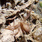 Unknown Thomisidae sp.