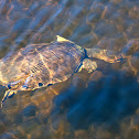 Florida Softshell Turtle