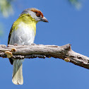 Rufous-browed Peppershrike